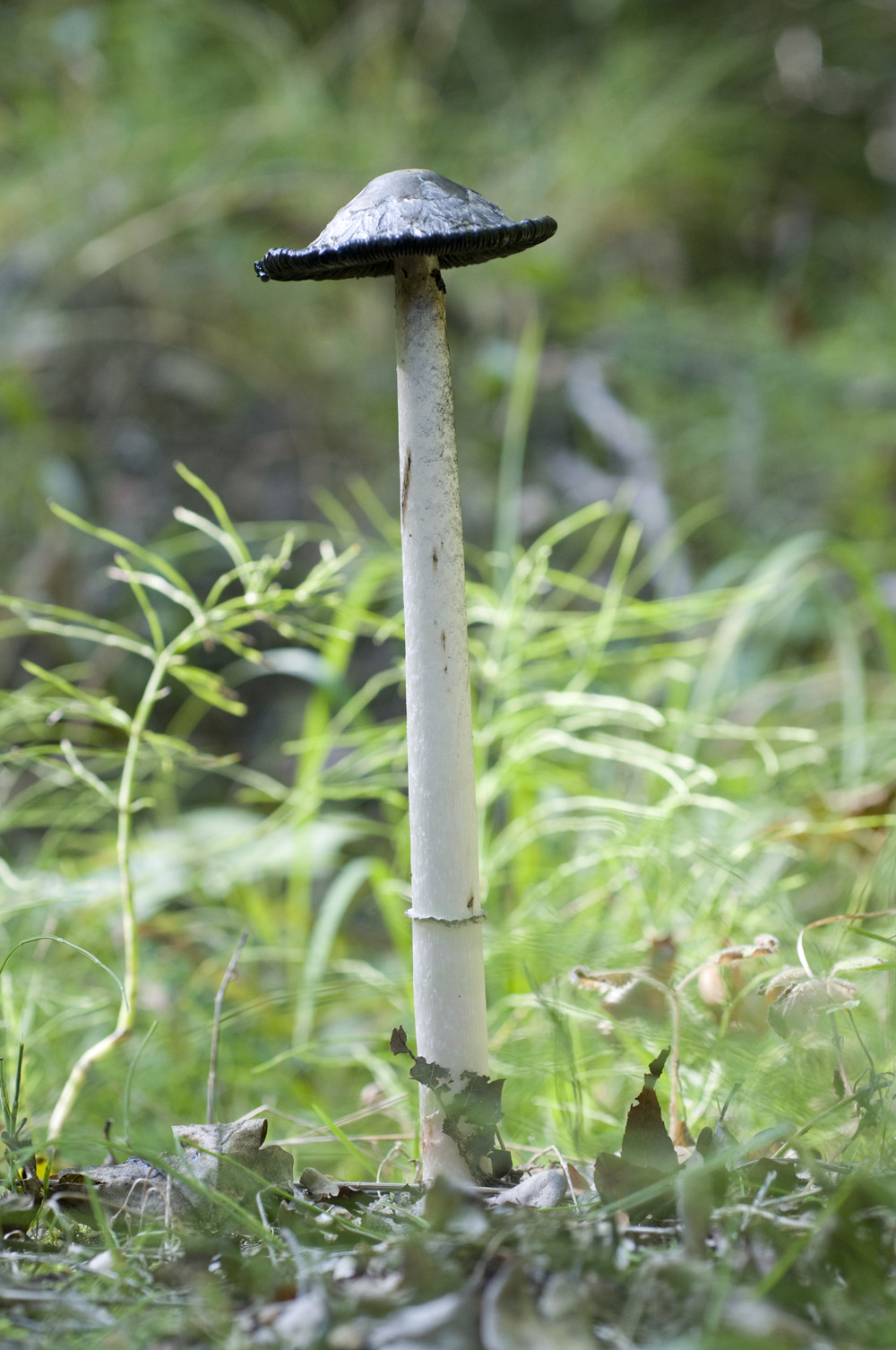 Coprinus_Comatus025