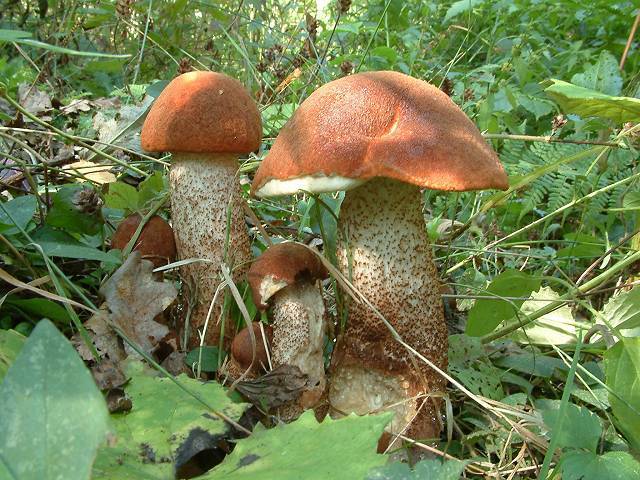 Eichen-Rotkappe