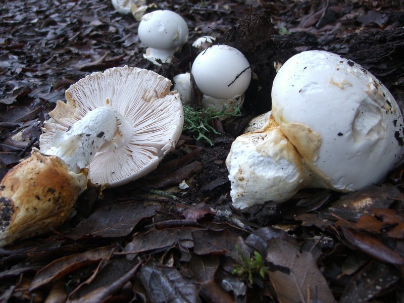 Eier Wulstling