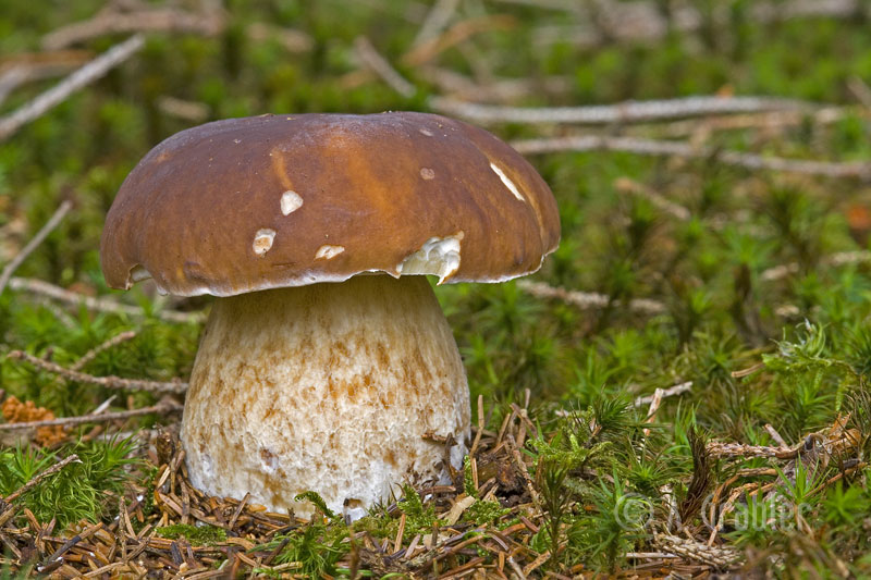 Fichtensteinpilz