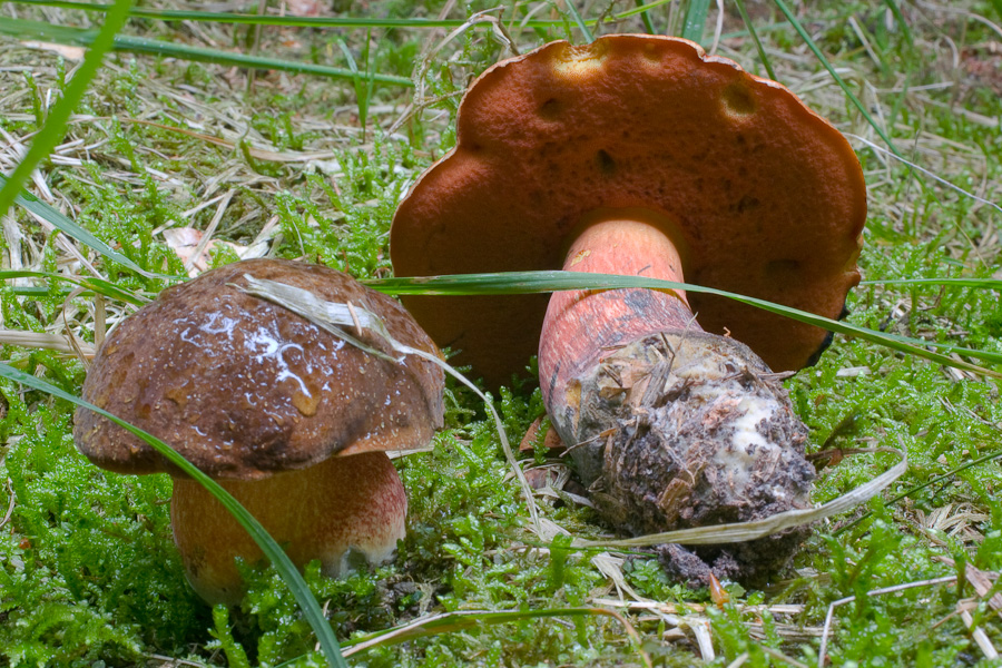 Flockenstielieger Hexenröhrling