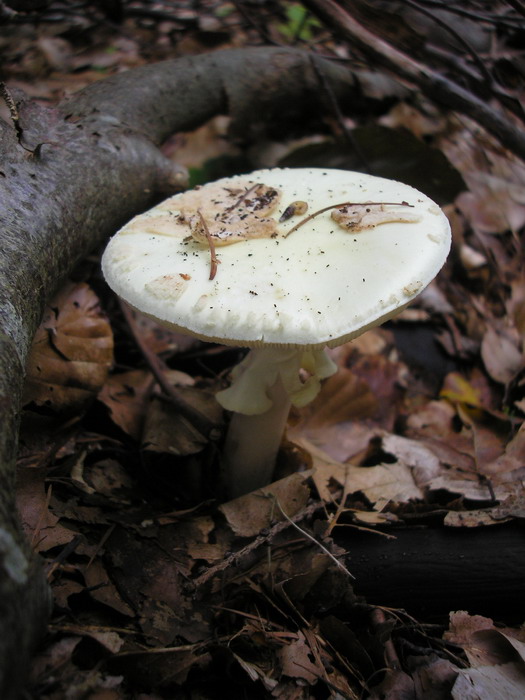 Gelber Knollenblätterpilz
