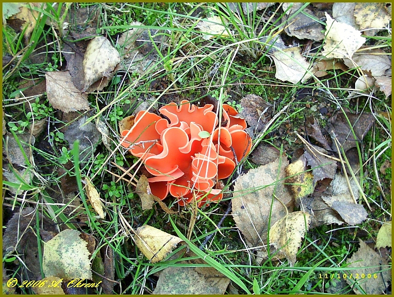 Gemeiner-Orangebecherling