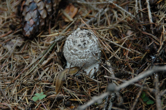 Grauer Wulstling