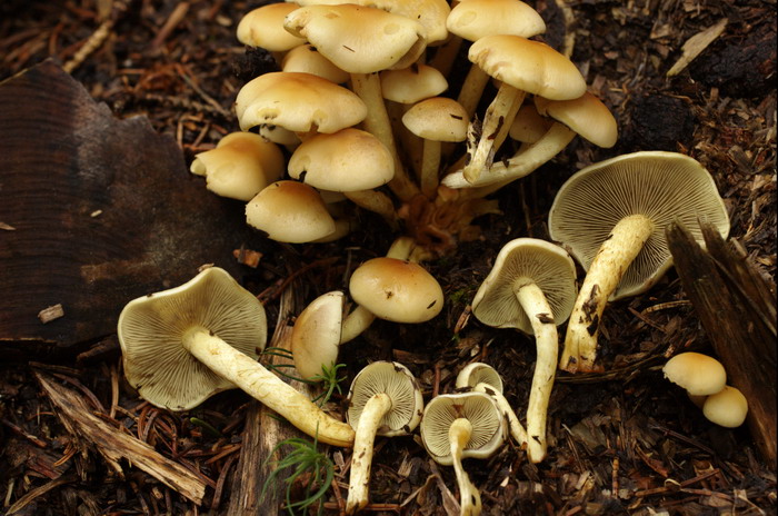 Grünblättriger Schwefelkopf