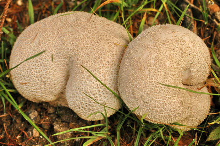 Handkea-utriformis_1