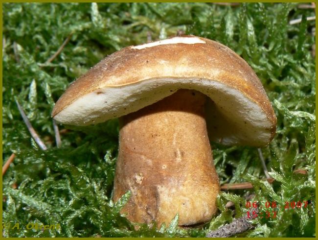 Hasen-Röhrling