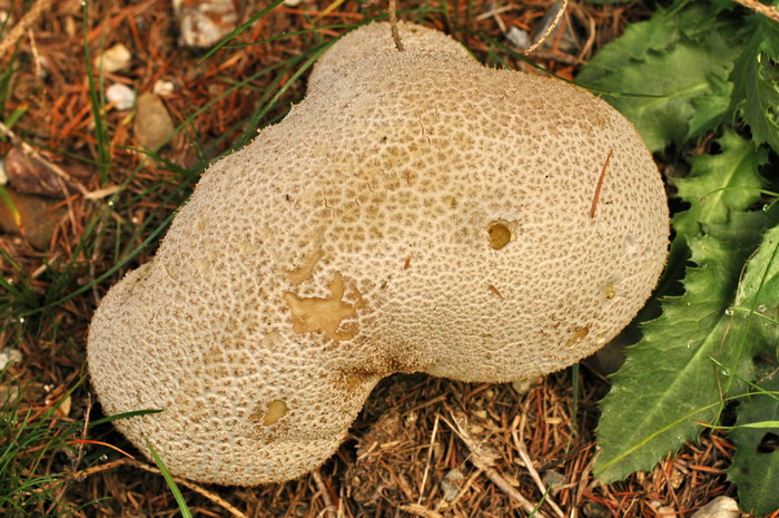 Hasen-Staeubling