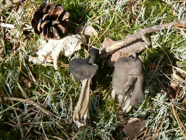 Helvella-lacunosa_1