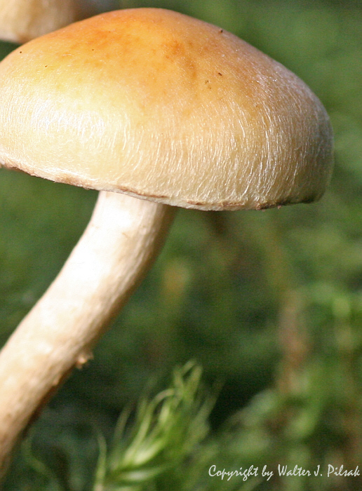 Hypholoma-capnoides_1
