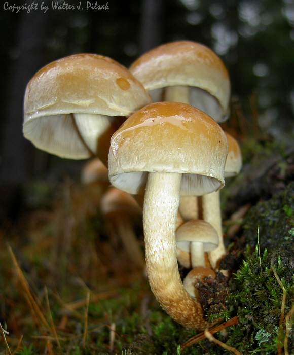 Hypholoma-capnoides_2
