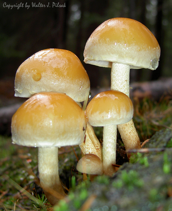 Hypholoma-capnoides_3
