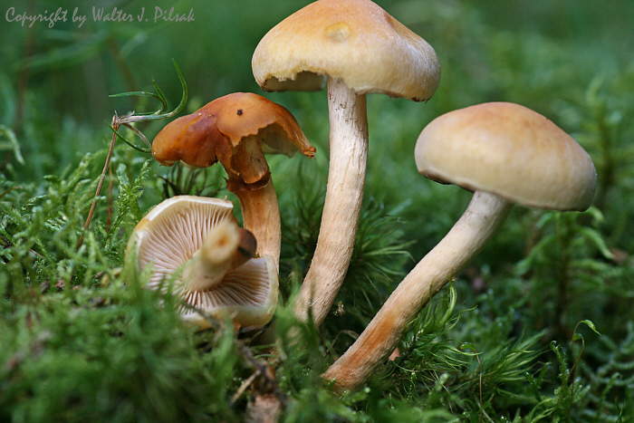 Hypholoma-capnoides_4