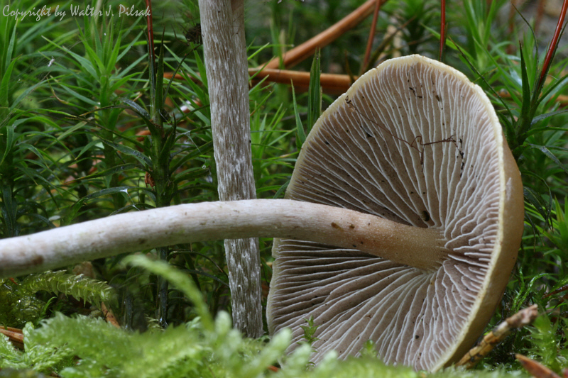 Hypholoma-marginatum_1