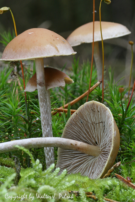 Hypholoma-marginatum_2
