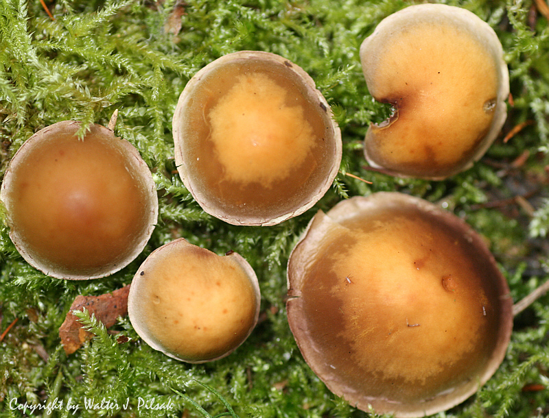 Hypholoma-marginatum_3