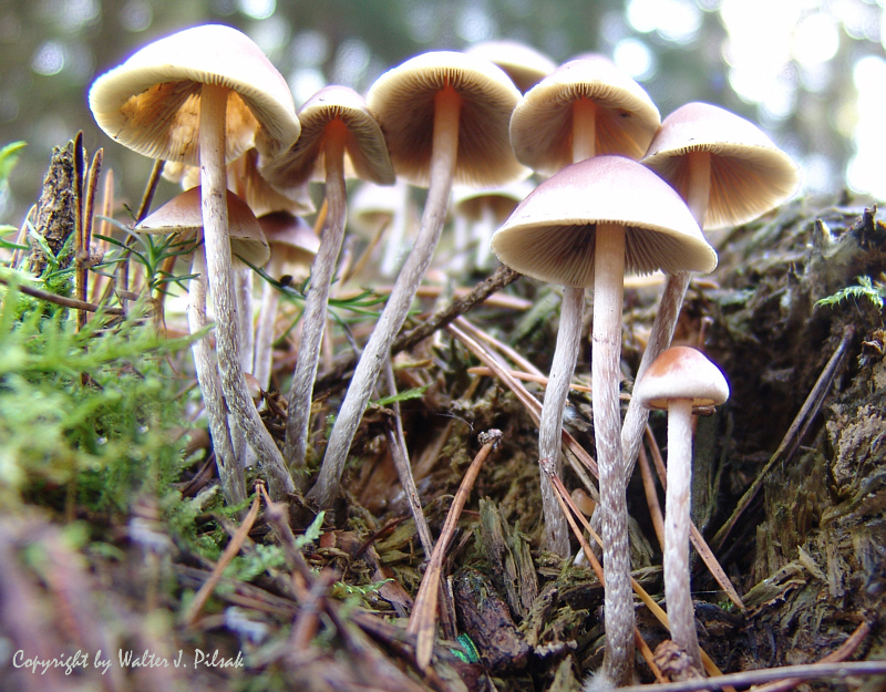 Hypholoma-marginatum_4