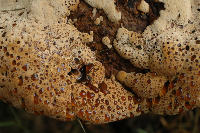 Inonotus-dryadeus_1