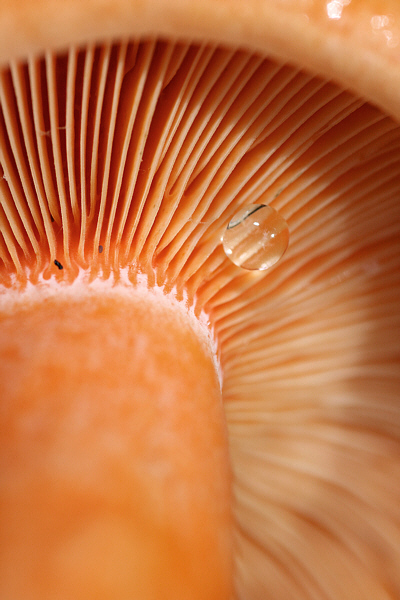 Lactarius-deterrimus_1