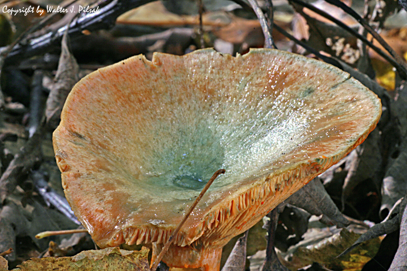 Lactarius-deterrimus_2