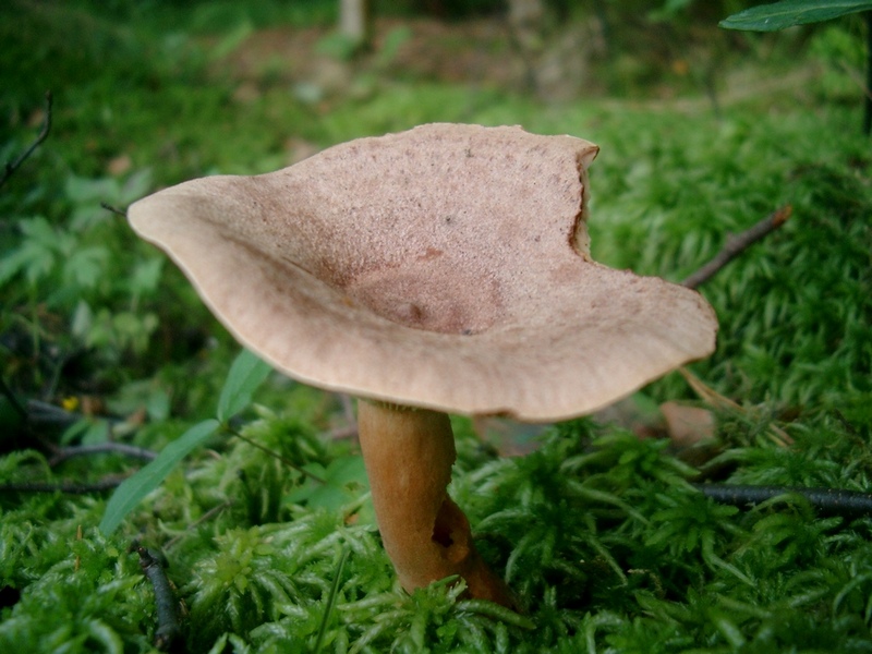 Lactarius-quietus_1