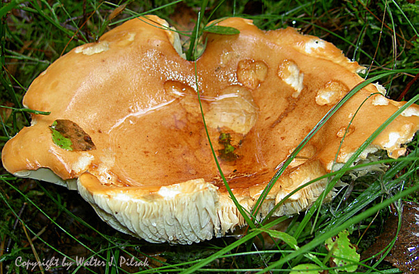 Lactarius-volemus_1