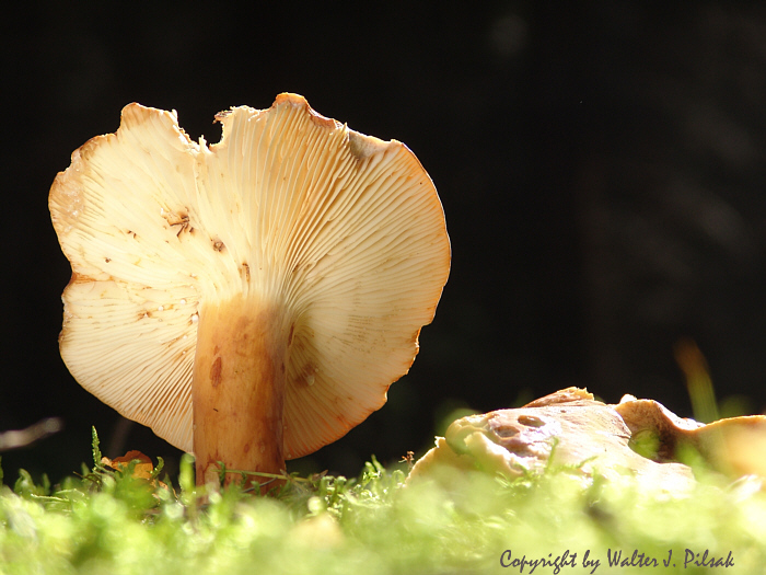 Lactarius-volemus_2