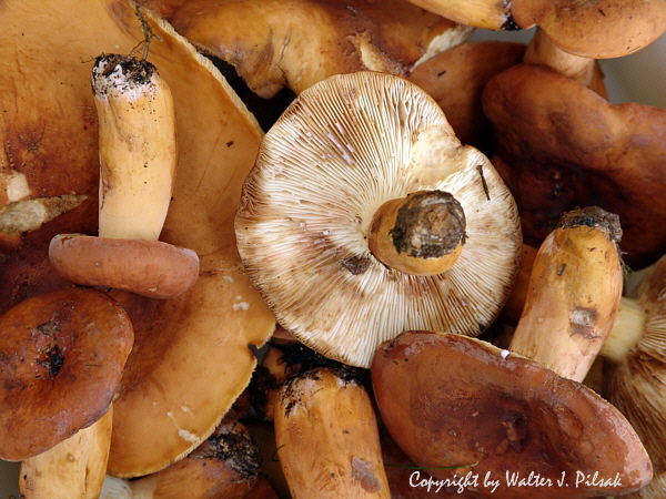 Lactarius-volemus_4