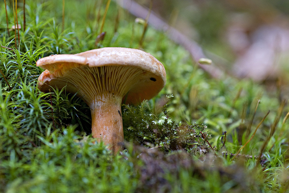 Lactarius_Deterrimus004_copy