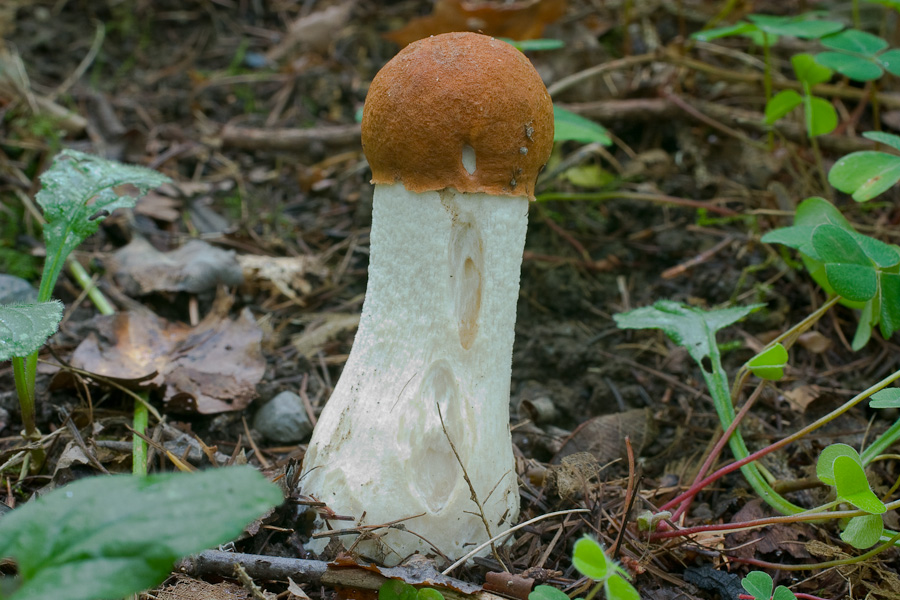 Leccinum-aurantiacum_1