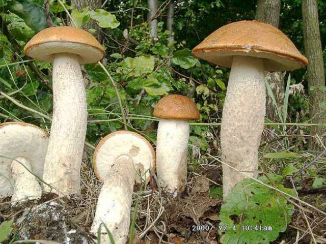 Leccinum-aurantiacum_2