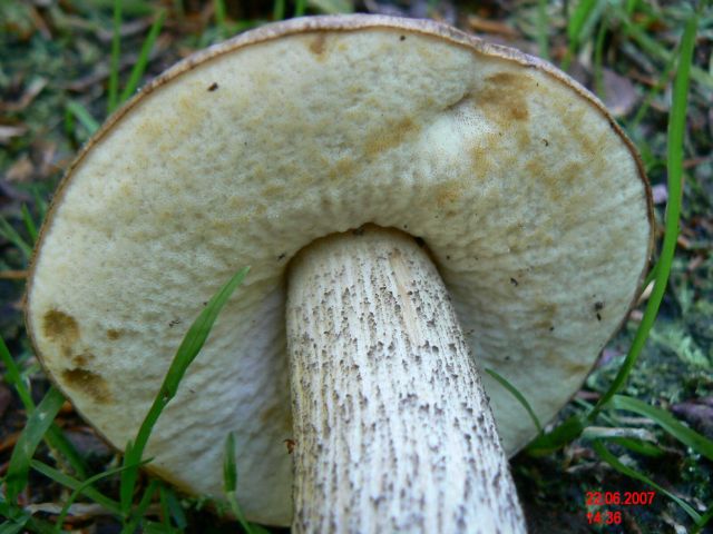 Leccinum-scabrum_1