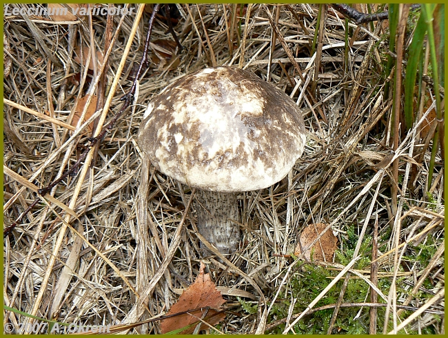 Leccinum-variicolor_1