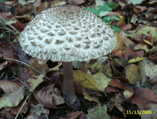 Macrolepiota-rachodes_1