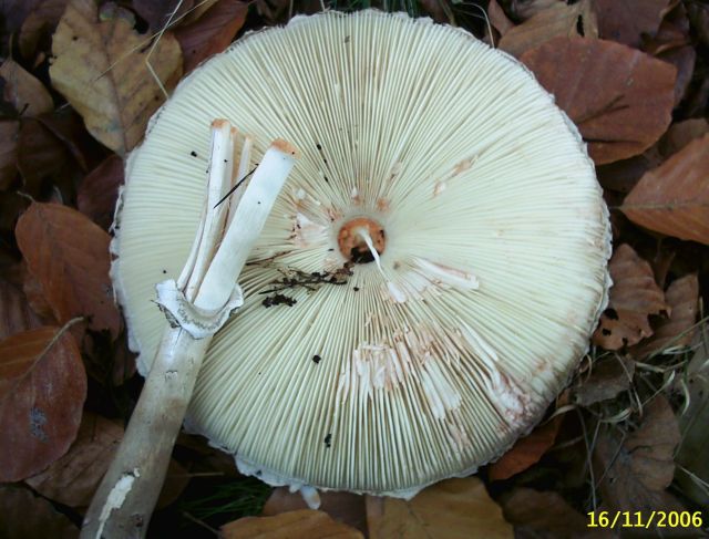 Macrolepiota-rachodes_2