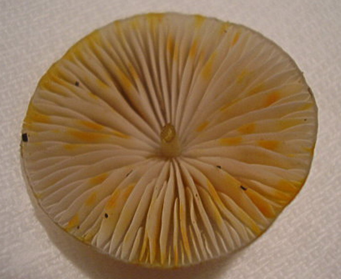 Mycena-crocata_1