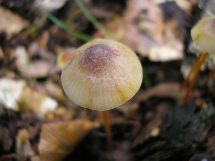 Mycena-crocata_2