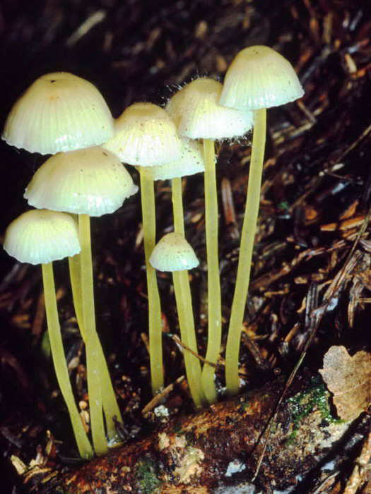 Mycena-epipterygia_1