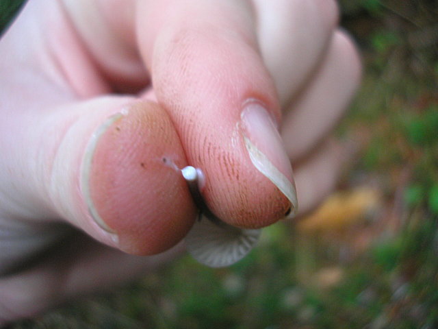 Mycena-galopus_1