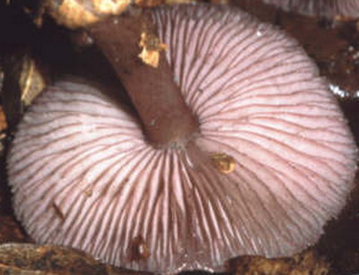 Mycena-pelianthina_2