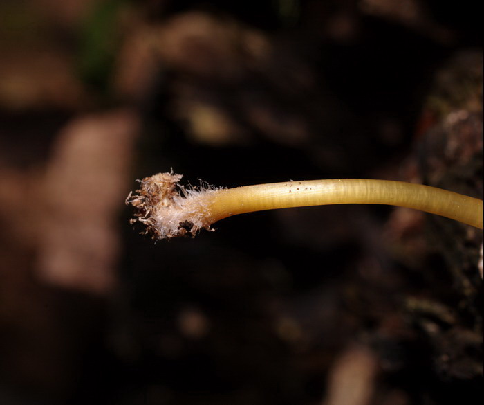 Mycena-renati_1