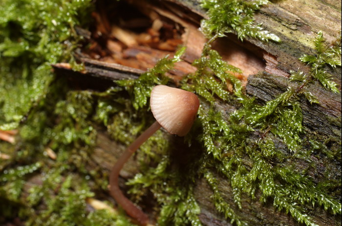 Mycena-rubromarginata_1