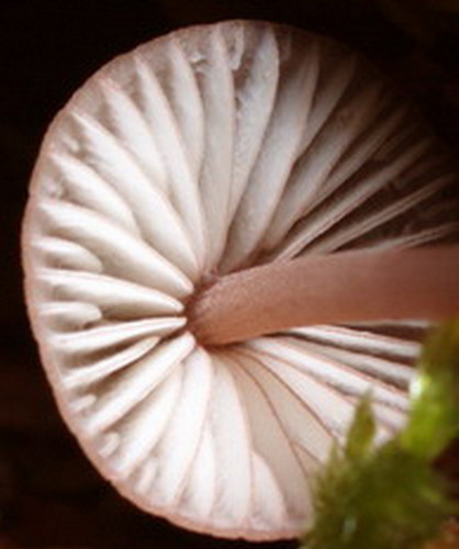 Mycena-rubromarginata_2