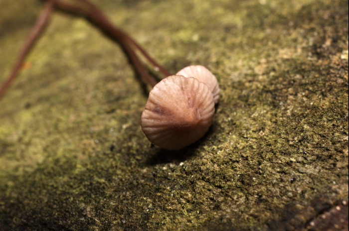 Mycena-sanguinolenta_1