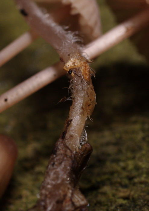 Mycena-sanguinolenta_2