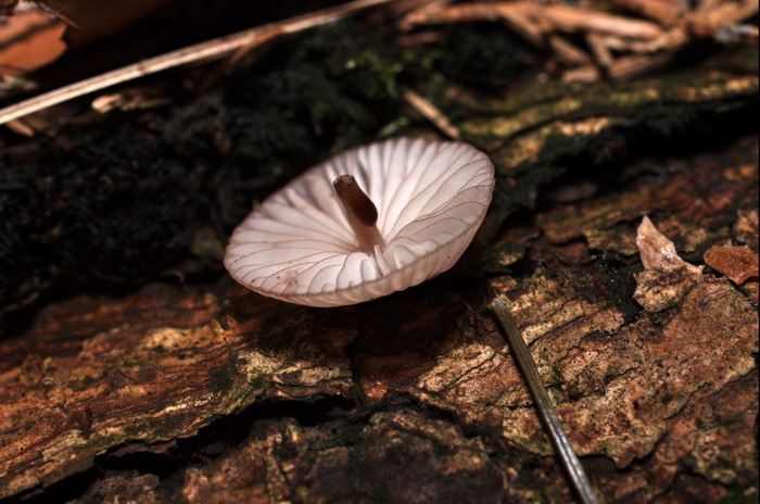 Mycena-sanguinolenta_3