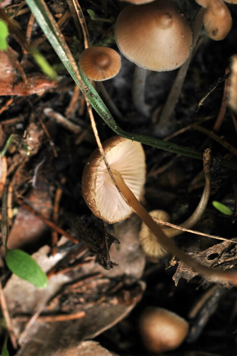 Mycena-strobilicola_1