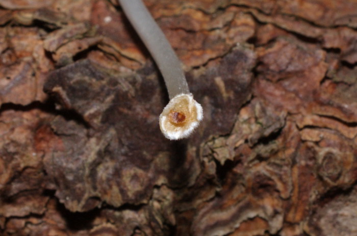 Mycena-stylobates_1