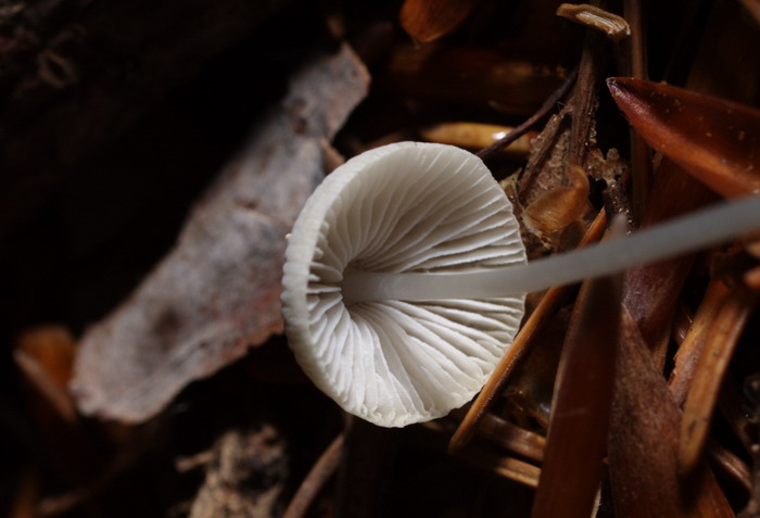 Mycena-stylobates_2