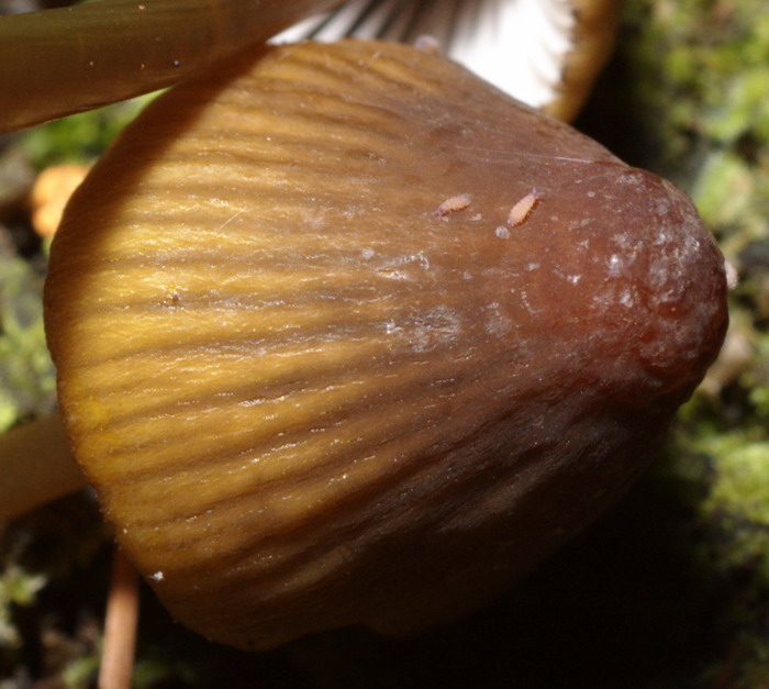 Mycena-viridimarginata_1